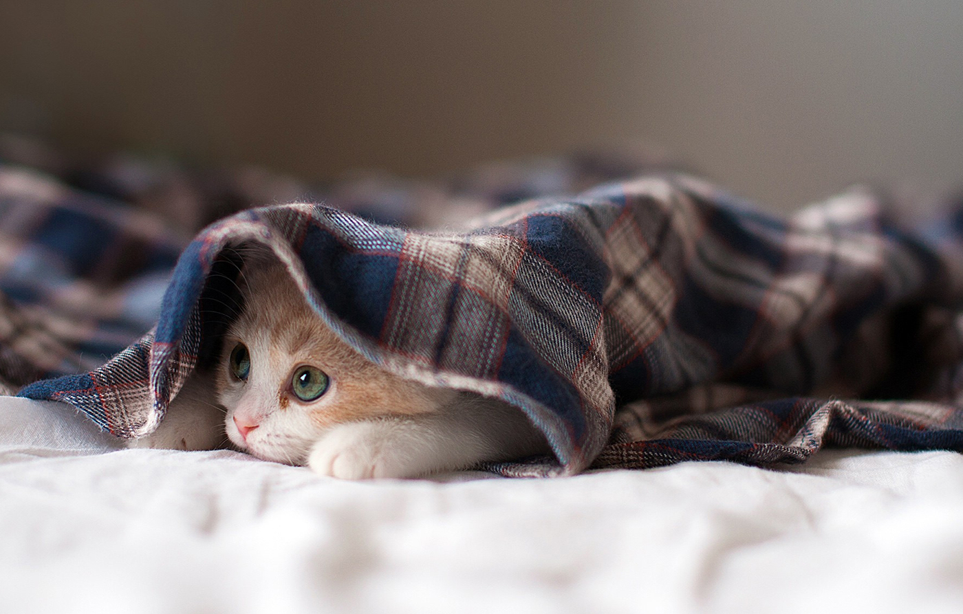 Nemo enim ipsam voluptatem quia voluptas sit aspernatur aut Nemo enim ipsam voluptatem quia voluptas sit aspernatur aut