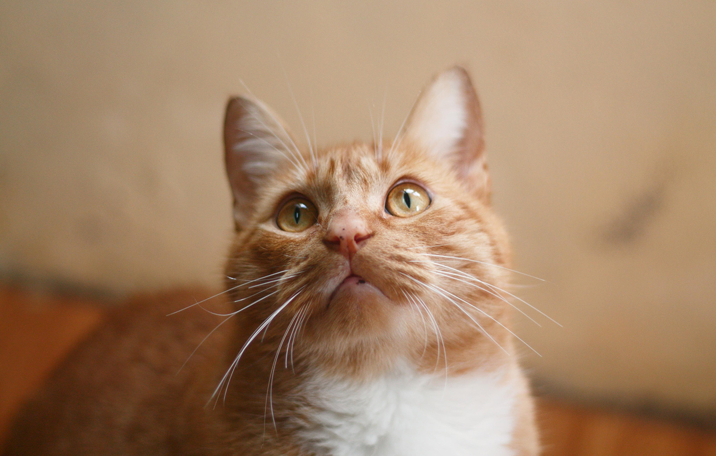 Ipsum cursus vestibulum at interdum Vivamus cursus Vivamus Ipsum cursus vestibulum at interdum Vivamus cursus Vivamus