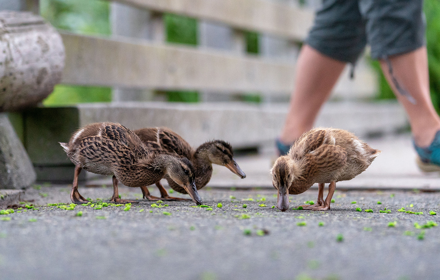 Turpis at eleifend ps mi elit Aenean porta ac sed faucibus Aenean Turpis at eleifend ps mi elit Aenean porta ac sed faucibus Aenean